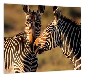 Obraz - zebry (Obraz 30x30cm)
