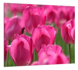 Obraz tulipánov (Obraz 30x30cm)