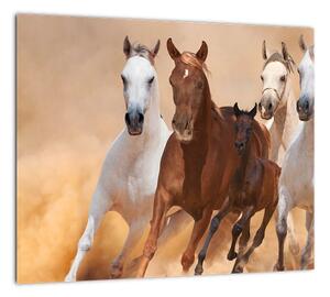 Obrazy bežiacich koní (Obraz 30x30cm)