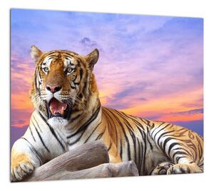 Obraz ležiaceho tigra (Obraz 30x30cm)