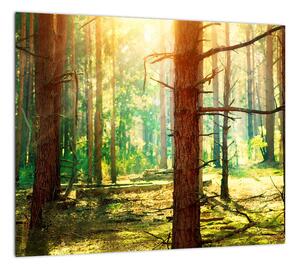 Moderný obraz - les (Obraz 30x30cm)