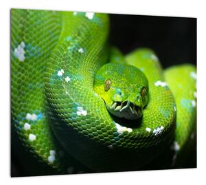 Obraz zvierat - had (Obraz 30x30cm)