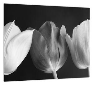 Čiernobiely obraz - tri tulipány (Obraz 30x30cm)