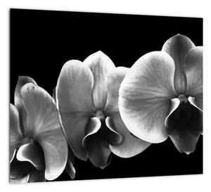 Čiernobiely obraz - orchidea (Obraz 30x30cm)