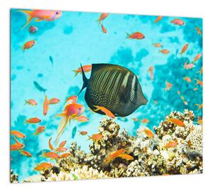 Obraz rýb v akváriami (Obraz 30x30cm)