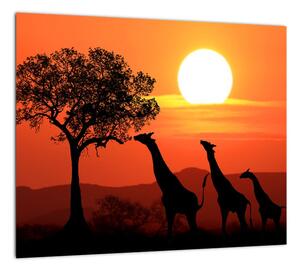 Obraz žirafy pri západe slnka (Obraz 30x30cm)