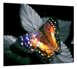 Motýľ na liste - obraz (Obraz 30x30cm)