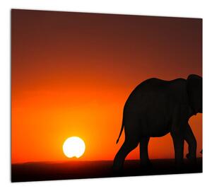 Obraz slona v zapadajúcom slnku (Obraz 30x30cm)