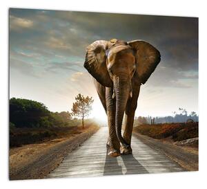 Obraz kráčajúceho slona (Obraz 30x30cm)