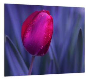 Obraz - tulipán (Obraz 30x30cm)