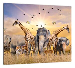 Obraz - safari (Obraz 30x30cm)