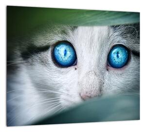 Obraz mačky, žiarivé oči (Obraz 30x30cm)