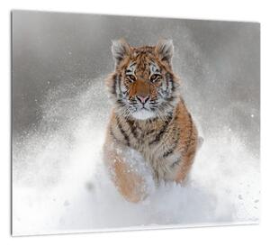 Obraz bežiaceho tigra (Obraz 30x30cm)