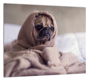 Obraz - pes v deke (Obraz 30x30cm)