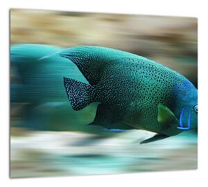 Obraz na stenu - ryby (Obraz 30x30cm)