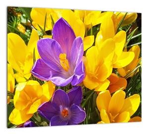 Obraz kvety (Obraz 30x30cm)