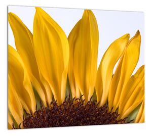 Obraz kvetu slnečnice (Obraz 30x30cm)