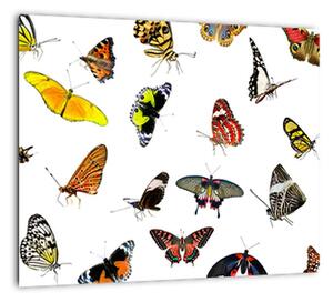 Obrazy motýľov (Obraz 30x30cm)