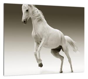 Obrazy bieleho koňa (Obraz 30x30cm)