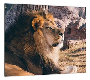 Obraz - ležiaci lev (Obraz 30x30cm)