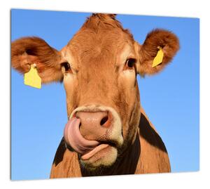 Obraz kravy (Obraz 30x30cm)