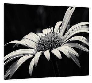 Čiernobiely obraz kvetu (Obraz 30x30cm)