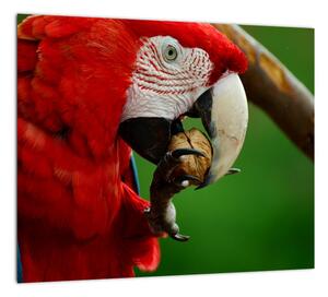 Obraz papagája (Obraz 30x30cm)
