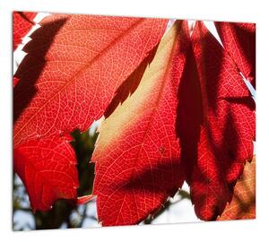 Obraz červených listov (Obraz 30x30cm)