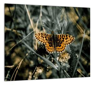 Obraz motýľa (Obraz 30x30cm)