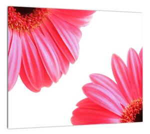 Obraz kvetín - astra (Obraz 30x30cm)