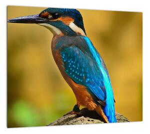 Obraz - farebný vták (Obraz 30x30cm)