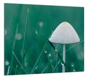 Obraz huby v tráve (Obraz 30x30cm)