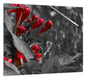 Červené kvety - moderné obrazy (Obraz 30x30cm)