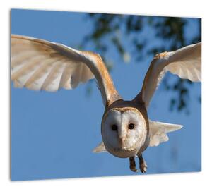 Obraz letiaci sovy (Obraz 30x30cm)