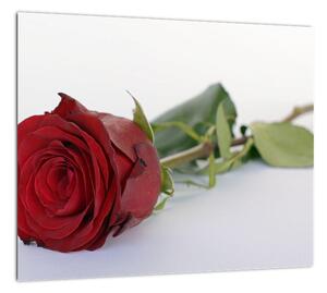 Obraz červené ruže (Obraz 30x30cm)