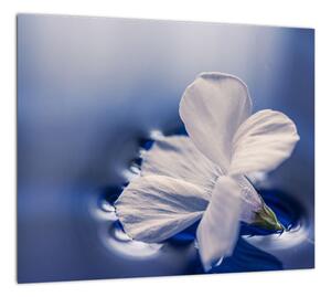 Obraz bieleho kvetu vo vode (Obraz 30x30cm)