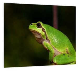 Obraz žaby (Obraz 30x30cm)