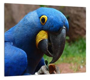 Obraz - papagáj (Obraz 30x30cm)