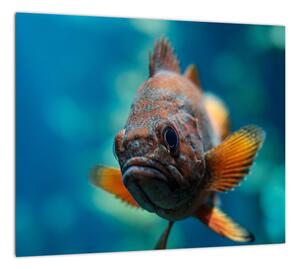 Obraz - ryba (Obraz 30x30cm)