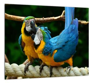 Obraz papagájov na lane (Obraz 30x30cm)