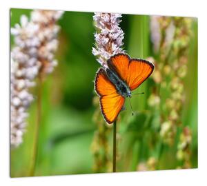 Moderný obraz motýľa na lúke (Obraz 30x30cm)