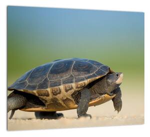Obraz korytnačky - moderné obrazy (Obraz 30x30cm)