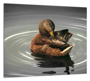 Obraz - kačice vo vode (Obraz 30x30cm)