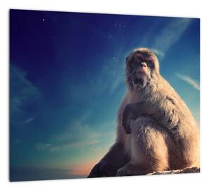 Obraz opice - obrazy zvierat (Obraz 30x30cm)