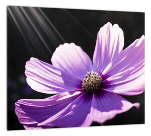 Obraz fialového kvetu (Obraz 30x30cm)