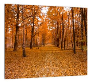 Obraz lesné cesty (Obraz 30x30cm)