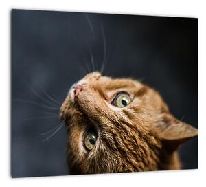 Moderný obraz - mačky (Obraz 30x30cm)