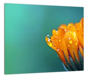 Obraz oranžového kvetu (Obraz 30x30cm)