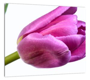 Obraz ružového tulipánu (Obraz 30x30cm)