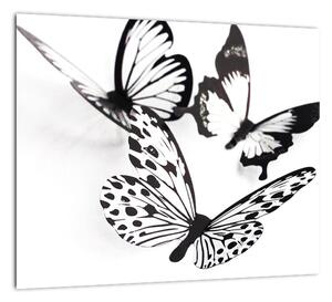 Obraz motýľov (Obraz 30x30cm)